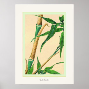 Ta Bamboo ~ Vintage japansk finteckning Poster