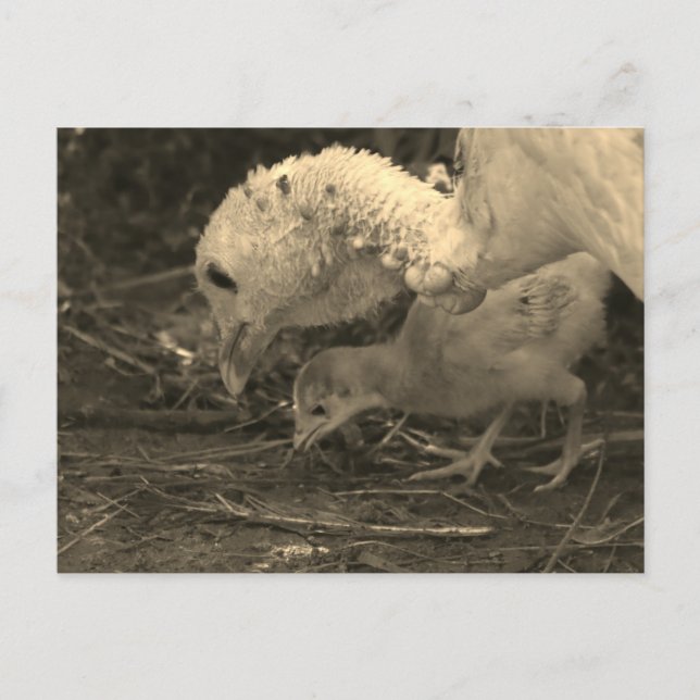 Ta en närmare titt - vykort (Framsida)