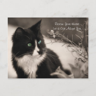 Ta med dig Räddingen i hjärtat och ta en katt Vykort