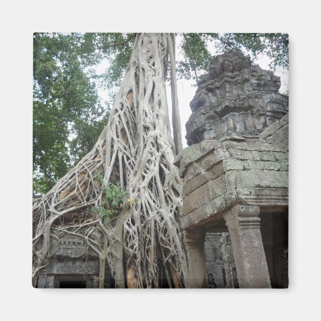 ta prohm-rötter magnet (Framsidan)