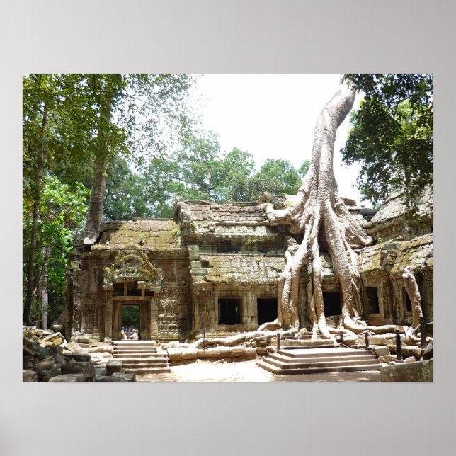 ta prohm träd poster (Framsidan)