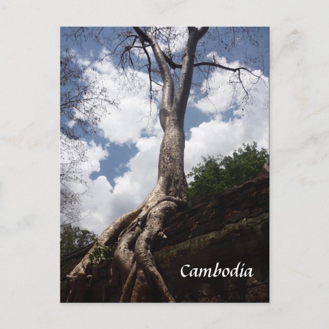 ta prohm träd root vykort (Framsida)