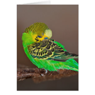 Ta sig en lur det Budgie kortet Hälsningskort