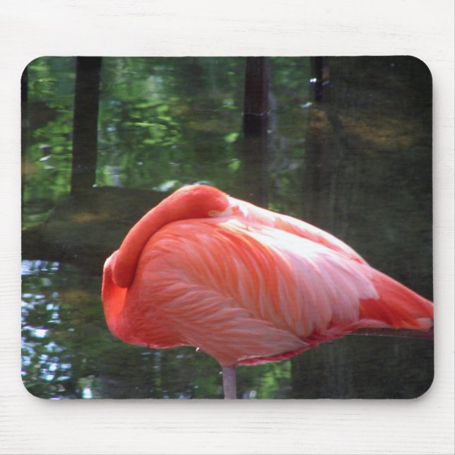 Ta sig en lur flamingoen musmatta (Framsidan)
