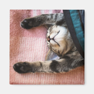 Ta sig en lur kattungen magnet