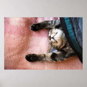 Ta sig en lur kattungen poster
