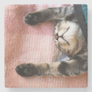 Ta sig en lur kattungen underlägg sten
