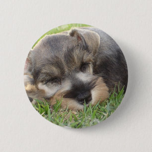 Ta sig en lur schnauzeren knäppas knapp