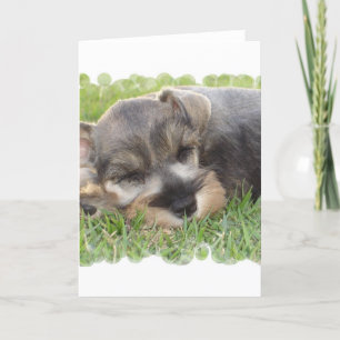 Ta sig en lur Schnauzerhälsningkortet Kort