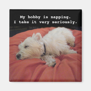 Ta sig en tupplur den Westie fotomagneten Magnet