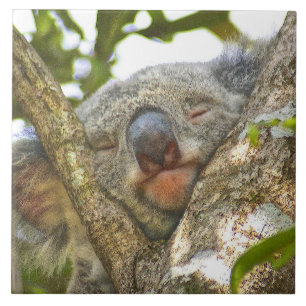 Ta sig en tupplur för Koala Kakelplatta