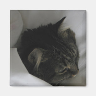 Ta sig en tupplur kattmagneten magnet