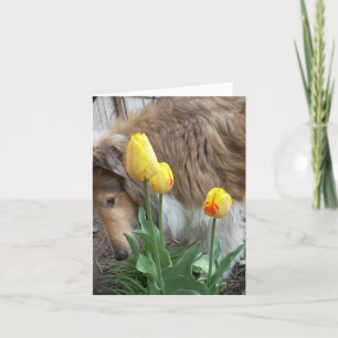 Ta tid att lukta blommorna, Collie noterar kort