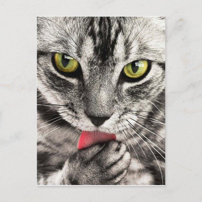 tabby-114782_1280.jpg vykort (Framsida)