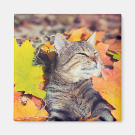 Tabby Bask in the Foliage Magnet