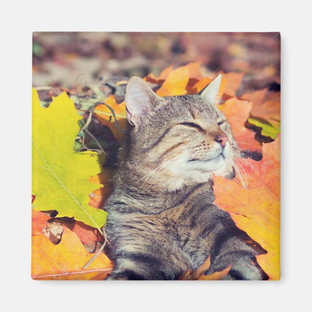 Tabby Bask in the Foliage Magnet (Framsidan)