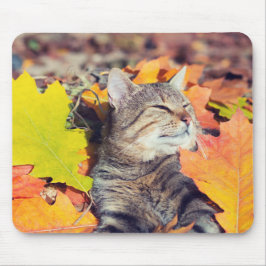 Tabby Bask in the Foliage Musmatta