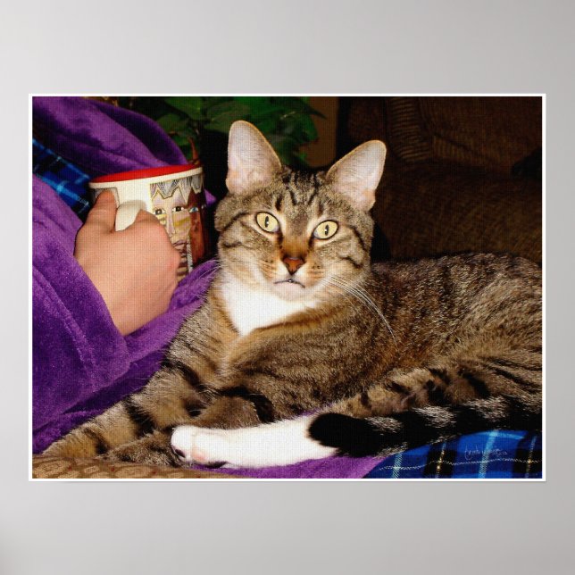 Tabby Break Poster (Framsidan)