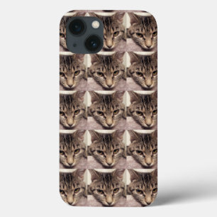 Tabby Cat-Instagram av Shirley Taylor
