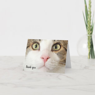 Tabby Djuromsorg Tack Kort