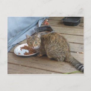 Tabby Eating Vykort