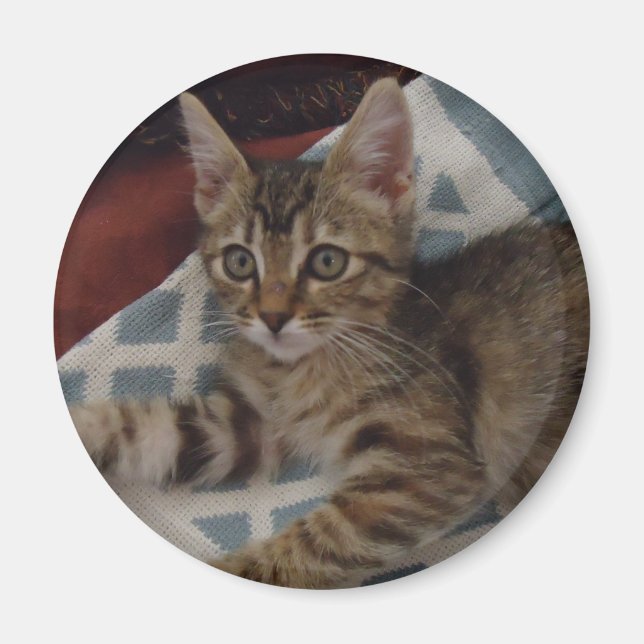 Tabby Girl Kitten Magnet (Framsidan)