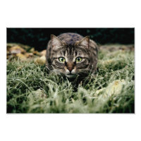 Tabby-Innekatten