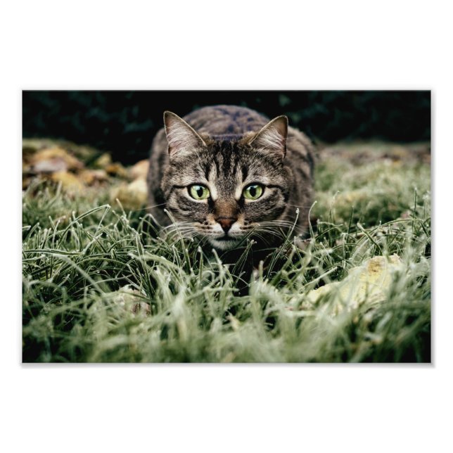 Tabby-Innekatten Fototryck (Framsidan)