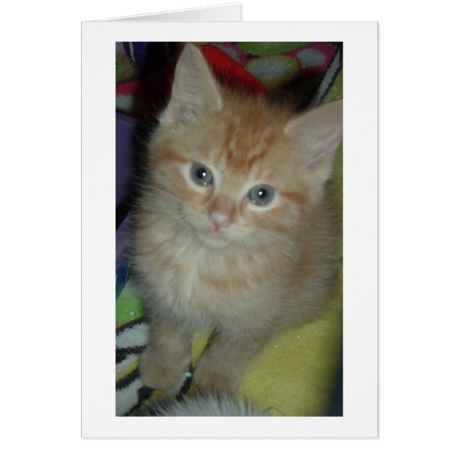 Tabby Kärlek Hälsningskort (Framsidan)