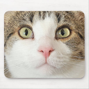 tabby katt ansikte musmatta