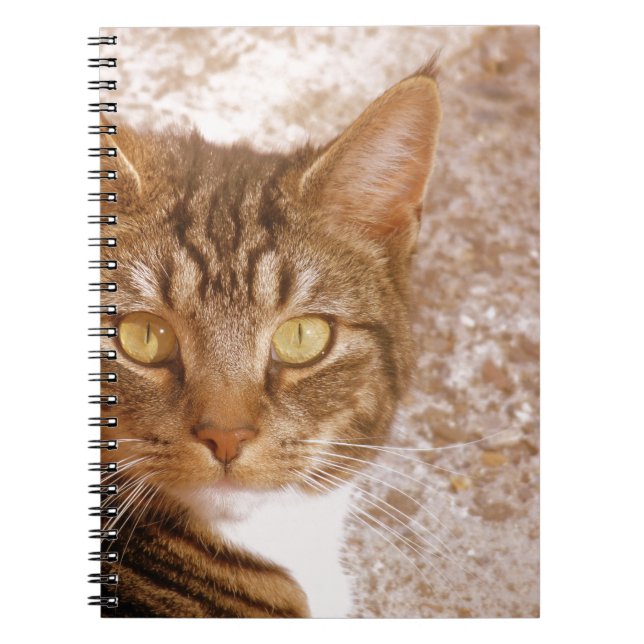Tabby katt anteckningsbok (Framsidan)