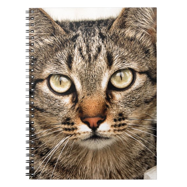 Tabby katt anteckningsbok med spiral (Framsidan)