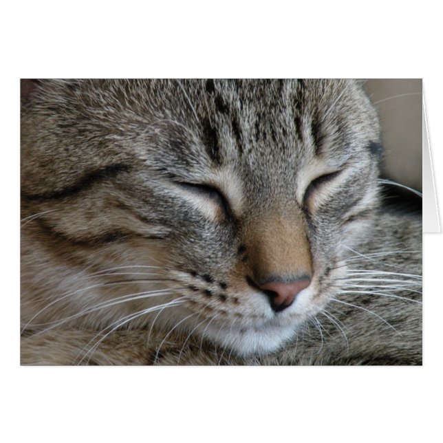 Tabby katt anteckningskort OBS kort (Framsidan Horizontal)