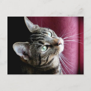 Tabby katt anteckningskort vykort