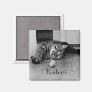 Tabby katt är utskjuten, Leksak Mouse, jag godkänn Magnet