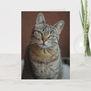TABBY KATT BIRTHDAY CARD FOR BEAUTIFUL PERSON KORT