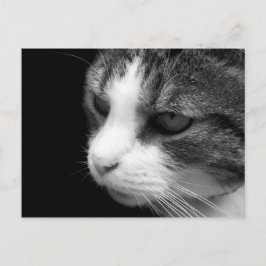 Tabby katt Black & White Porträtt - vykort för dju