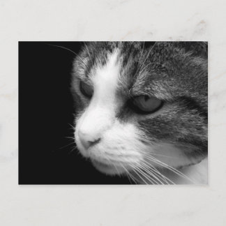 Tabby katt Black & White Porträtt - vykort för dju