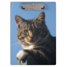 Tabby katt - Clipboard