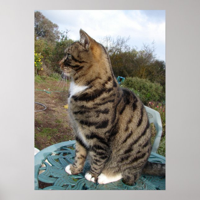 Tabby katt Cute Stripe Cats Birthday Wall Poster (Framsidan)