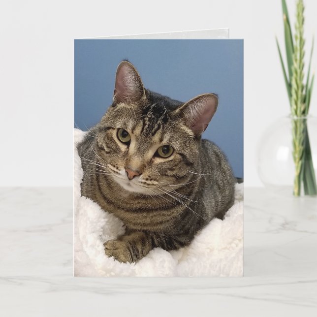 tabby katt födelsedag kort (Framsida)