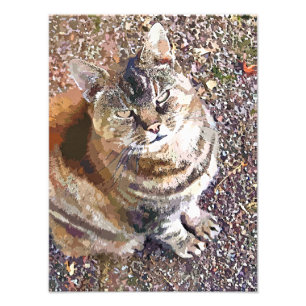 TABBY KATT FOTOTRYCK