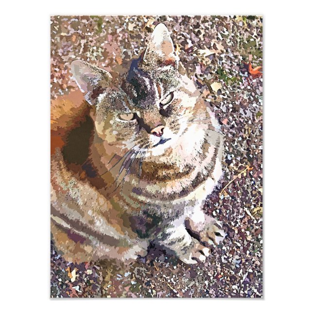 TABBY KATT FOTOTRYCK (Framsidan)