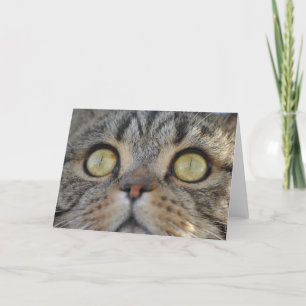 Tabby katt - gratulationskort kort