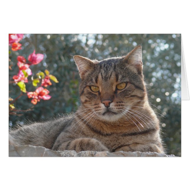 Tabby katt hälsningskort (Framsidan Horizontal)