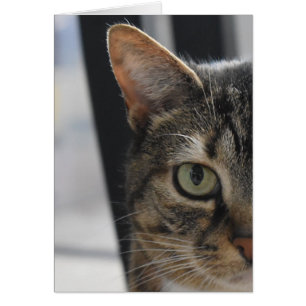 Tabby katt hälsningskort