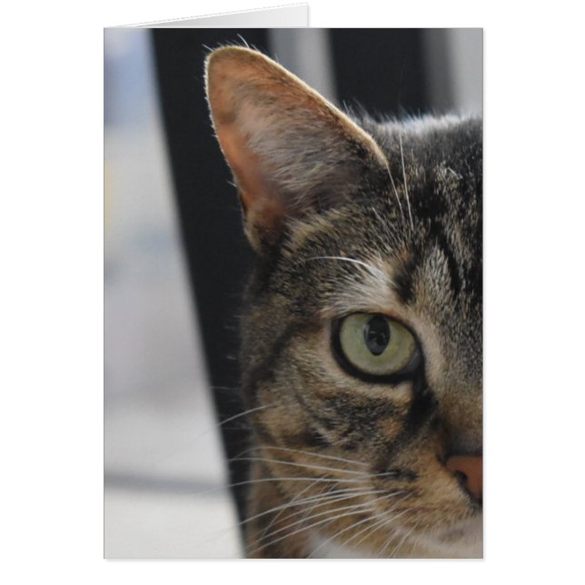 Tabby katt hälsningskort (Framsidan)