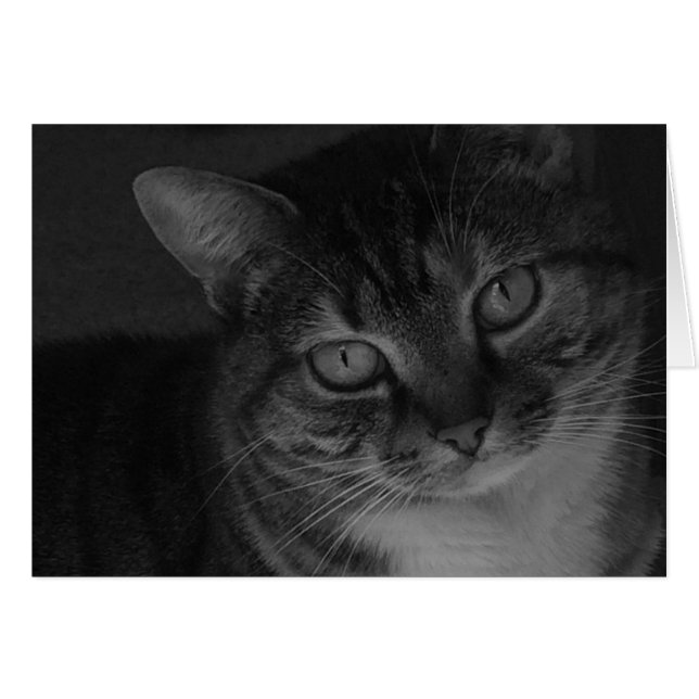 Tabby katt hälsningskort (Framsidan Horizontal)