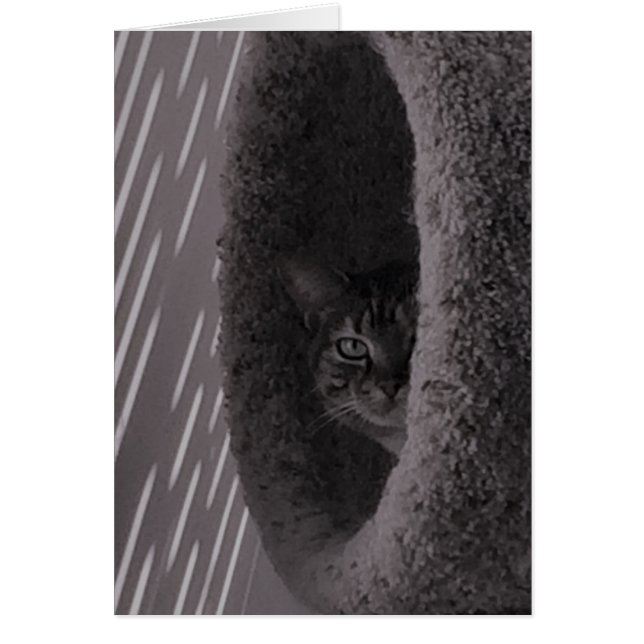 Tabby katt hälsningskort (Framsidan)