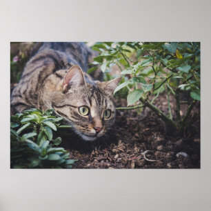 Tabby katt i Skogen Stalking Poster
